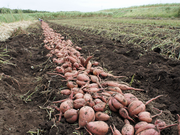 安納芋の生産地についての画像