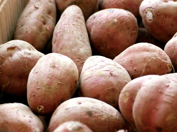 安納芋は皮の薄い品種のため丁寧な扱いが必要についての画像